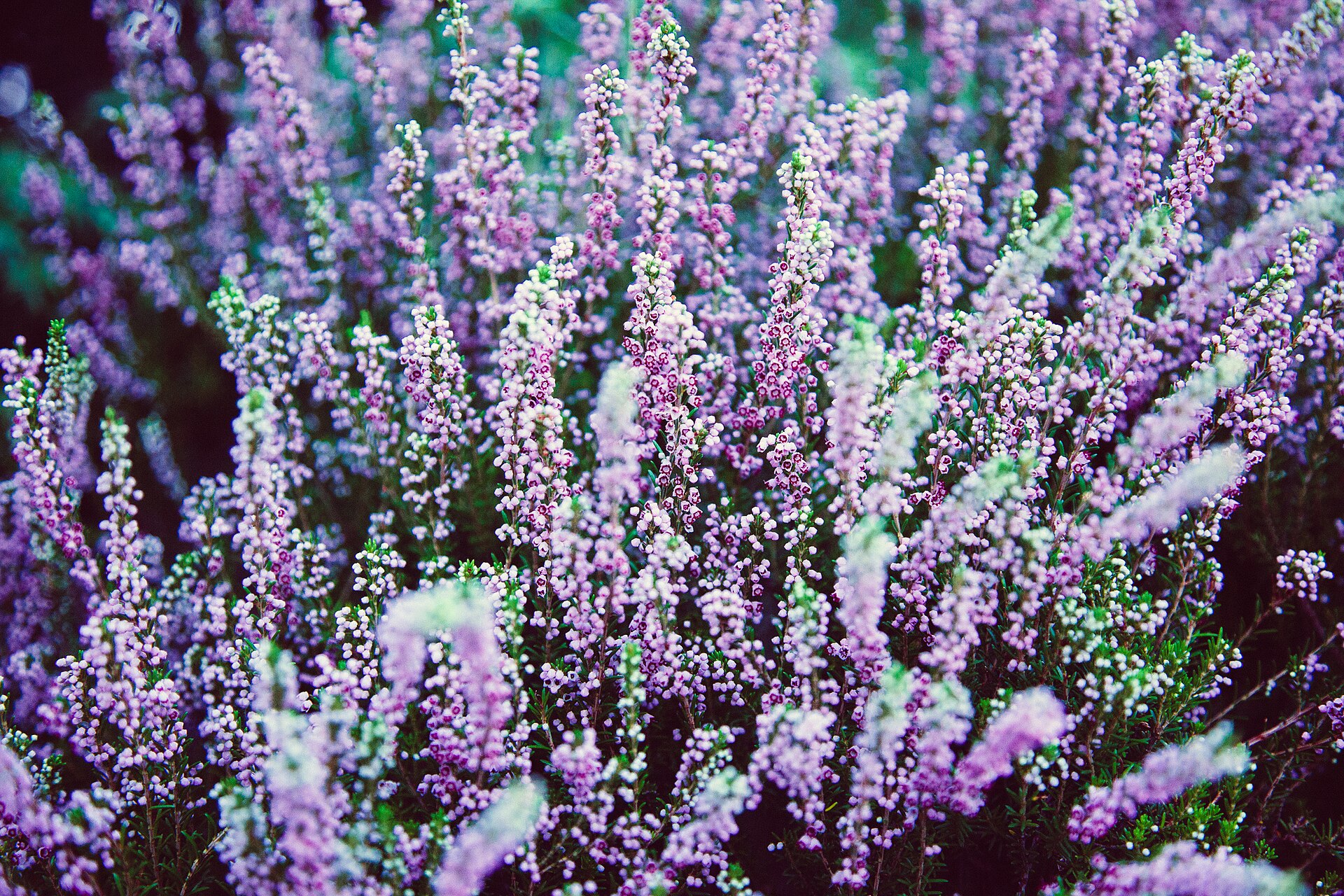 Close-up of purple heather in bloom